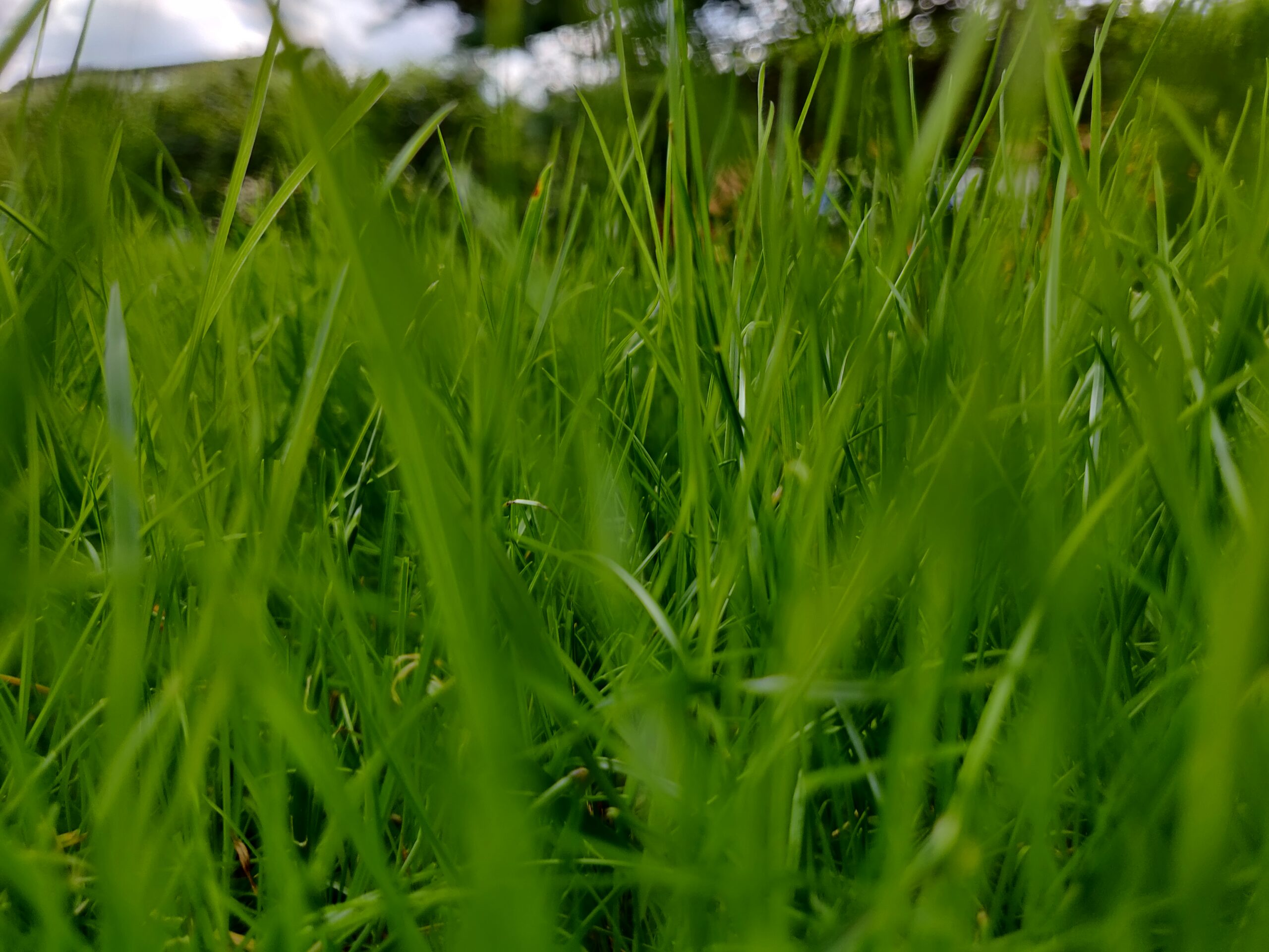 Artiklar 3 beautiful green grass