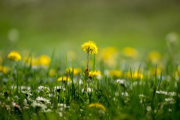 Artiklar 6 beautiful green grass